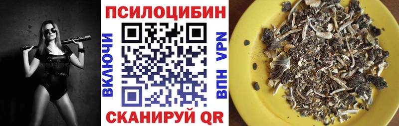 Купить  Йошкар-Ола  Галлюциногенные грибы Psilocybine cubensis 